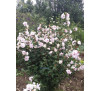 Гібіскус сирійський Леді Стенлі (Hibiscus syriacus  «Lady Stanley»)